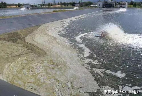 水產(chǎn)養(yǎng)殖丨池塘出現(xiàn)大量泡沫,該怎么辦