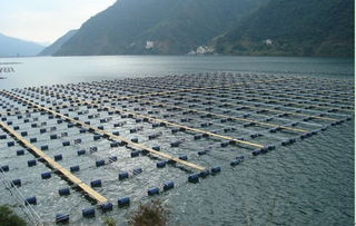 中國網 科技力量推動通威發展 通威30年 暨 科技的力量 新聞發布會在蓉舉行