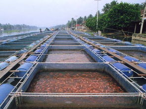 正大水產(chǎn)養(yǎng)殖