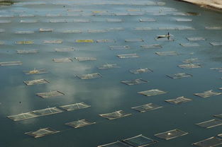 水產(chǎn)養(yǎng)殖的市場前景