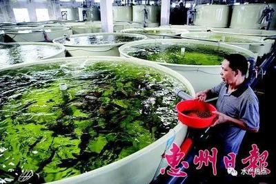 人造海水有&ldquo;配方&rdquo;,內陸工廠化養殖海水魚,1立方米水體可養殖石斑魚60斤
