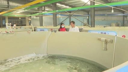 陽(yáng)江市陽(yáng)西縣:稅惠政策為海水種苗產(chǎn)業(yè)注入活水