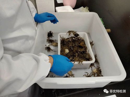 你負責水產養殖,我們負責病害檢測 菲優特降低各類水產養殖風險