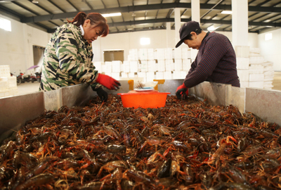 安徽農墾華陽河農場:又到捕蝦好時節