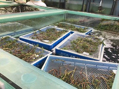 水生態治理及修復技術的研發與應用