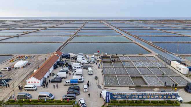 踐行二十大 奮進新征程|射陽:生態蟹苗俏四方