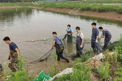 課程開到生產線,校企攜手共育現(xiàn)代養(yǎng)殖技術人才
