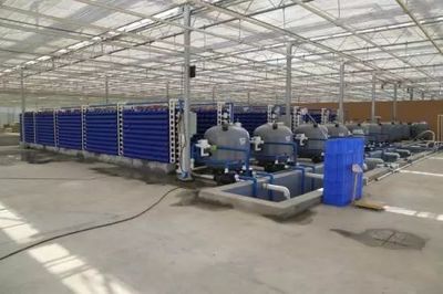 新疆兵團十二師二二二團室內(nèi)循環(huán)水工廠養(yǎng)殖螃蟹獲得成功