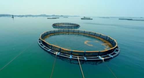 重磅 農(nóng)業(yè)農(nóng)村部 2025年,水產(chǎn)養(yǎng)殖機(jī)械化發(fā)展將達(dá)到50 以上