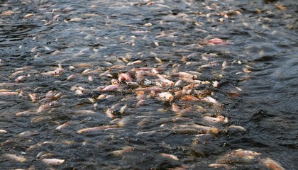 海口美蘭:農(nóng)業(yè)新質(zhì)生產(chǎn)力澆開(kāi)鄉(xiāng)村振興之花