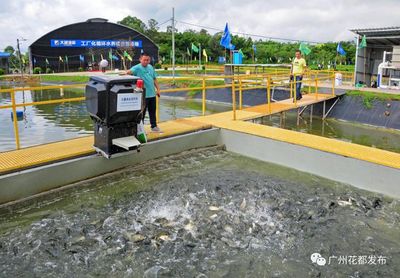 科技興農③丨花都魚苗,"游走"全球!