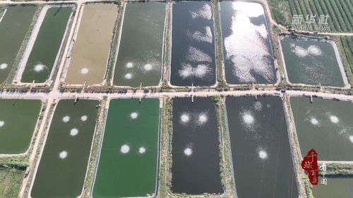千城百縣看中國(guó) 菏澤定陶 水產(chǎn)養(yǎng)殖基地迎來金秋 第一捕