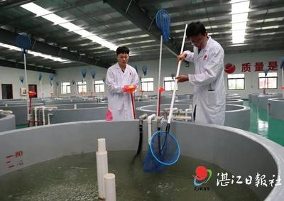 在湛江這里,誕生了海水養(yǎng)殖種業(yè)的"中國(guó)芯"