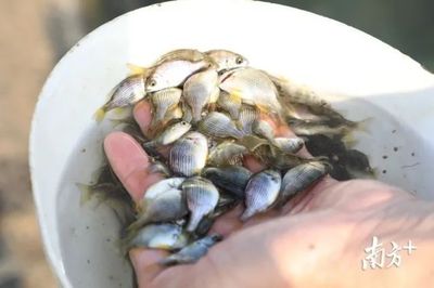 雄起!構(gòu)建海上開放&ldquo;牧場(chǎng)&rdquo;,這里要打造百億現(xiàn)代漁業(yè)產(chǎn)業(yè)集群!