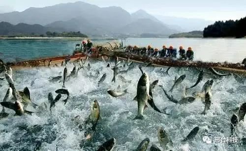 沙河實現水產養殖技術研發零突破